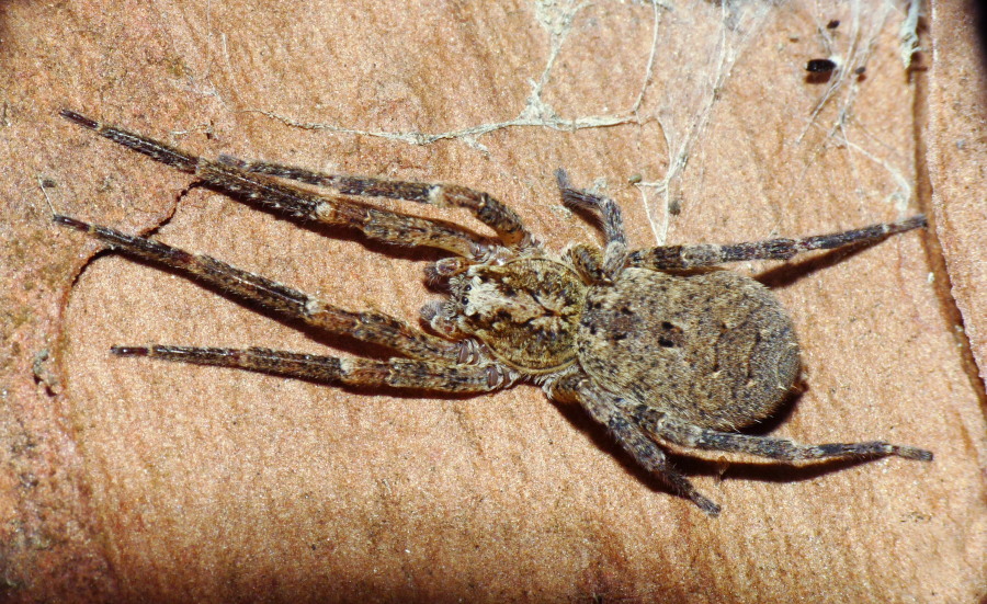 Zoropsis sp.
